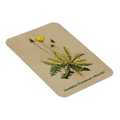 ダンデリオンオールド紙 マグネット (右側)