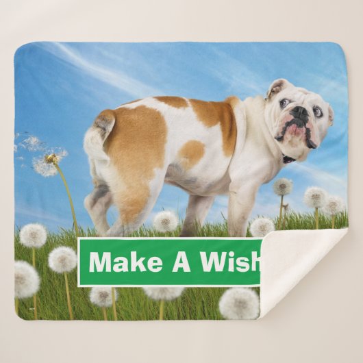 ダンデリオン犬 シェルパブランケット (正面(横))