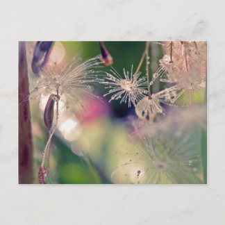 ダンデリオン聖堂 ポストカード