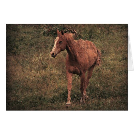 ダンニット (正面横)