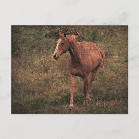 ダンニット ポストカード (正面)