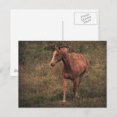 ダンネイト ポストカード (正面/裏面)