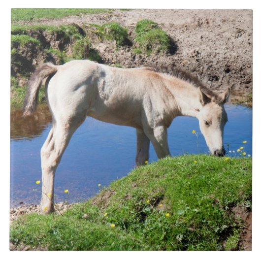 ダンバックスキンフォール馬のタイル タイル (正面)