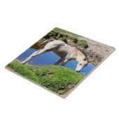 ダンバックスキンフォール馬のタイル タイル (側面)