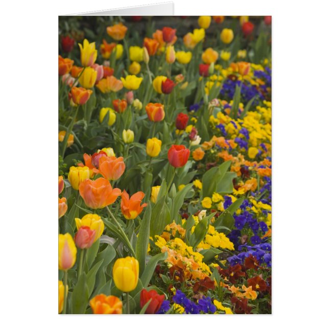 ダンバルトンの庭の藤とチューリップ (正面)