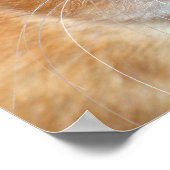 ダンボラットポスター ポスター (角)