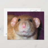 ダンボラットポストカード ポストカード (正面/裏面)