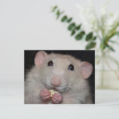 ダンボラットポストカード ポストカード (スタンド正面)