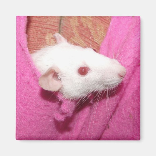 ダンボラット磁石 マグネット (正面)