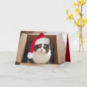ダンボール箱に入れたクリスマスキャット カード (黄色い花)
