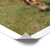 ダン・コンネマラポニー、馬、牧草地での放牧 ポスター (角)