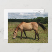 ダン・コンネマラポニー、馬、牧草地での放牧 ポストカード (正面/裏面)