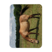 ダン・コンネマラポニー、馬、牧草地での放牧 マグネット (縦)