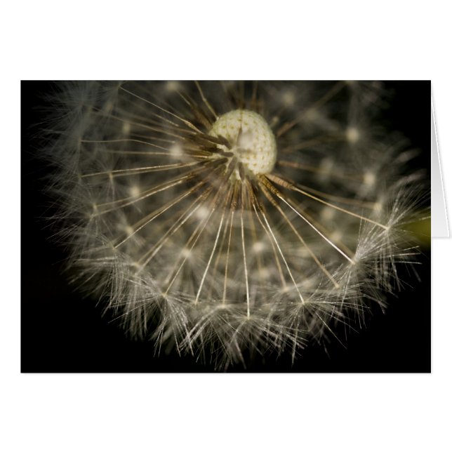 ダンDライオンカード (正面横)