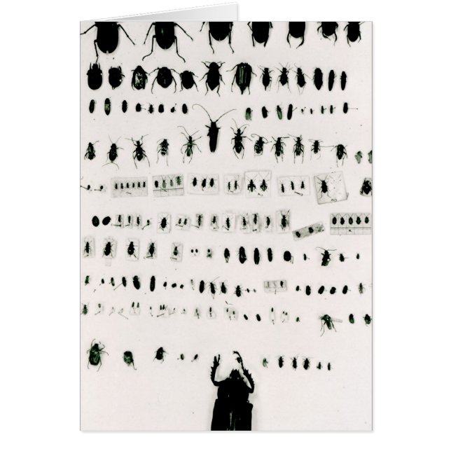 ダーウィンの昆虫のコレクション (正面)