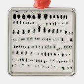 ダーウィンの昆虫のコレクション メタルオーナメント (正面)