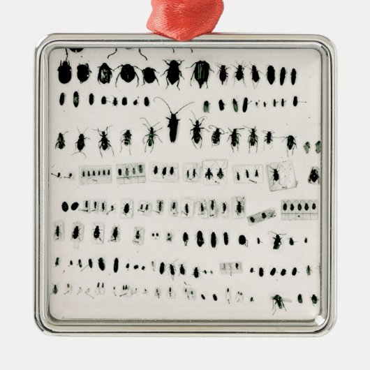 ダーウィンの昆虫のコレクション メタルオーナメント (正面)