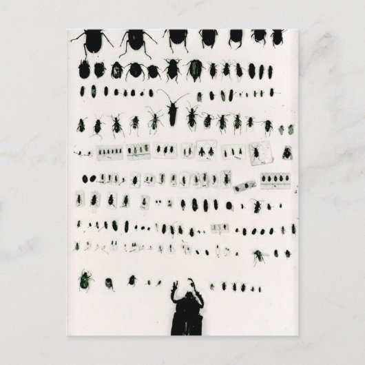 ダーウィンの昆虫採集 ポストカード (正面)