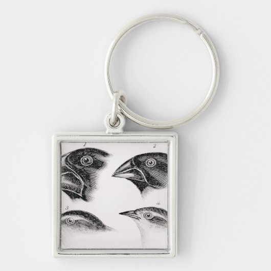 ダーウィンの鳥の観察 キーホルダー (正面)