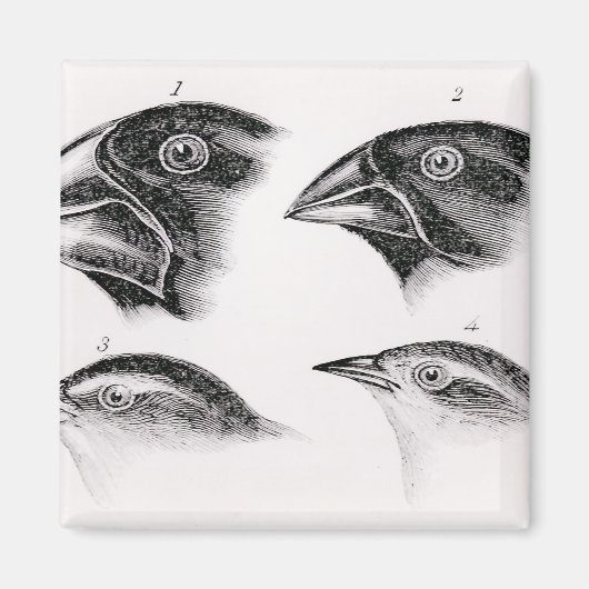 ダーウィンの鳥観察 マグネット (正面)