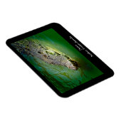 ダーウィンノーザンテリトリー – ワニ磁石 マグネット (右側)