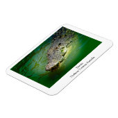 ダーウィンノーザンテリトリー – ワニ磁石 マグネット (左側)