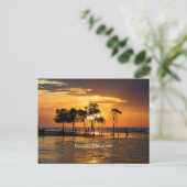 ダーウィンマングローブ ポストカード (スタンド正面)