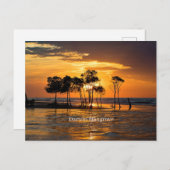 ダーウィンマングローブ ポストカード (正面/裏面)