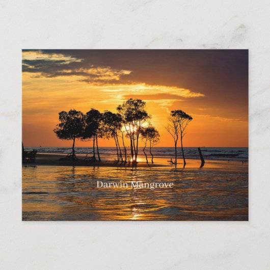 ダーウィンマングローブ ポストカード (正面)