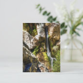 ダーウィン秋 ポストカード (スタンド正面)