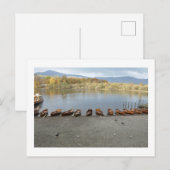 ダーウェントウォーターの貸しボート：湖水地方 ポストカード (正面/裏面)