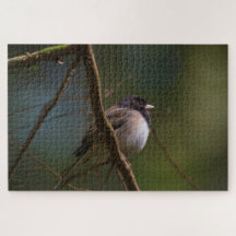 ダークアイドジャンコ