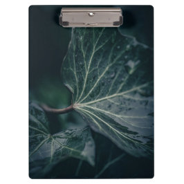 ダークアイビーリーフ自然写真 クリップボード