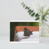 ダークカモフラージュバタフライ ポストカード (スタンド正面)