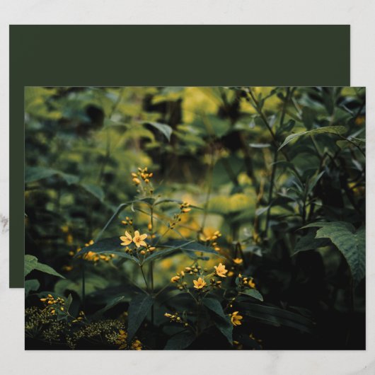 ダークグリーンの牧草地 自然写真 スクラップブック用紙 (正面/裏面)
