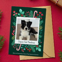 ダークグリーンパピーの初めてのクリスマス写真