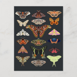 ダークコテージコアモス ポストカード