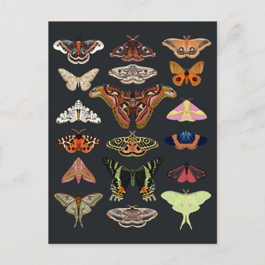 ダークコテージコアモス ポストカード (正面)