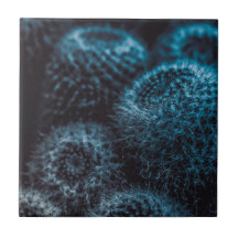 ダークサボテン