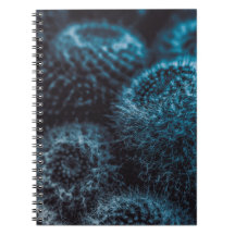 ダークサボテン