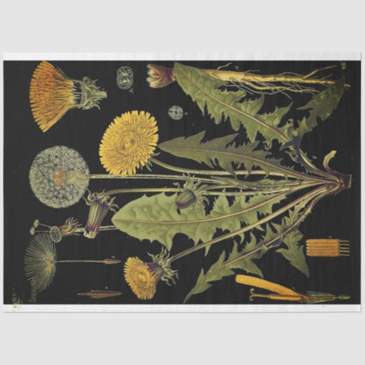 ダークダンドリオンファニチャーズデクペ紙 薄葉紙 (正面)