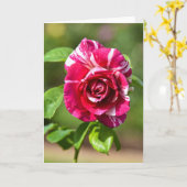 ダークピンクとホワイトのストライプのバラ カード (黄色い花)