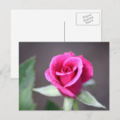 ダークピンクのミニバラ ポストカード (正面/裏面)