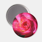 ダークピンクのローズマグネット マグネット (正面/裏面)
