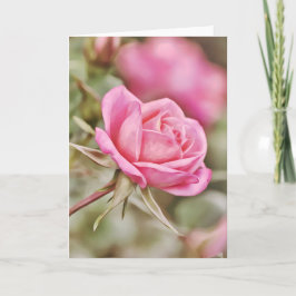 ダークピンクローズ聖なる書物、 経典カード2コリント2:14 カード