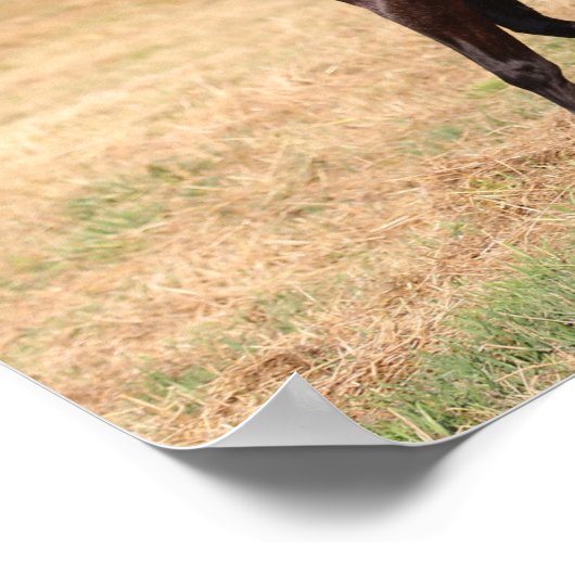 ダークブラウンマスペインのスタンマーレ歩く ポスター (角)