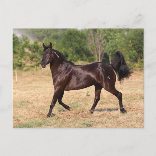 ダークブラウンマスペインのスタンマーレ歩く ポストカード (正面)