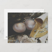 ダークブラウン対きのこ葉書 ポストカード (正面/裏面)