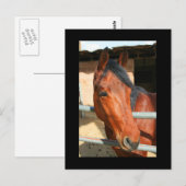 ダークブラウン馬はがき ポストカード (正面/裏面)