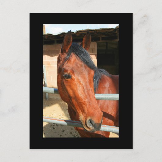 ダークブラウン馬はがき ポストカード (正面)